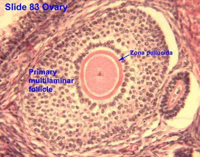 Female Reproductive